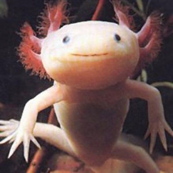 L'Axolotl (non ce n'est pas un Pokémon)