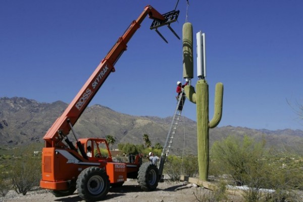 Cactus antenne