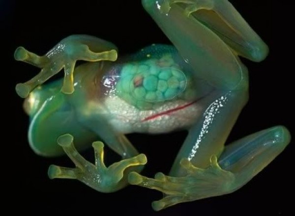La grenouille de verre