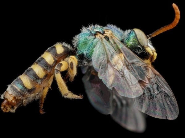 Une abeille Agapostemon angelicus