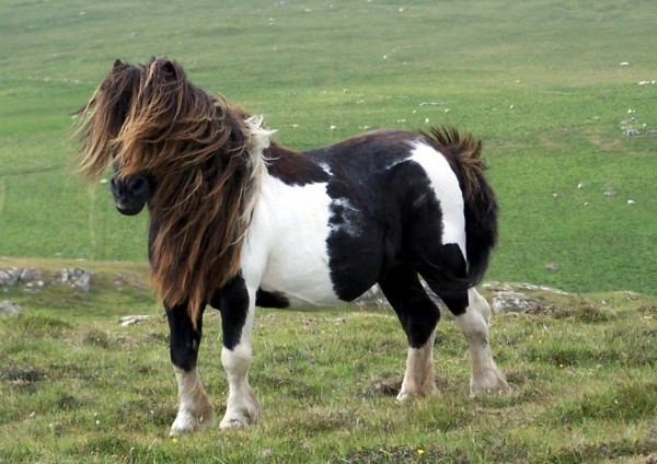 Le poney Shetland