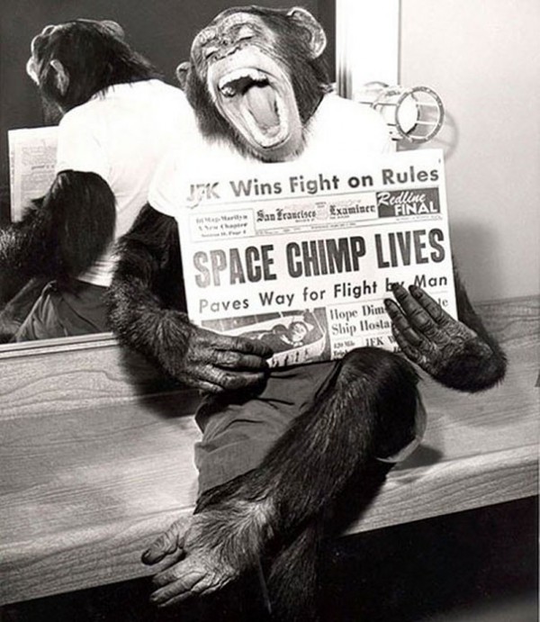 1961 : Un singe de d'espace prend la pause suite au succès de sa mission