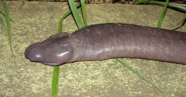 Le serpent penis