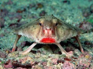 Voter pour Le poisson chauve-souris