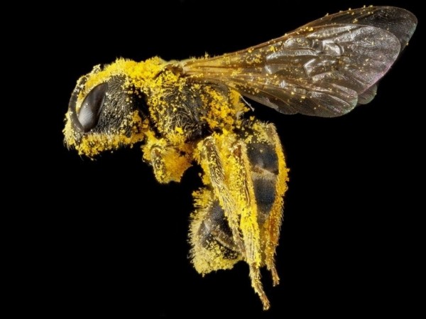 Une abeille Halictus couverte de pollen