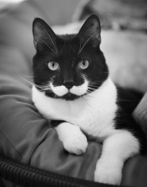 Voter pour 6 - Moustache Cat