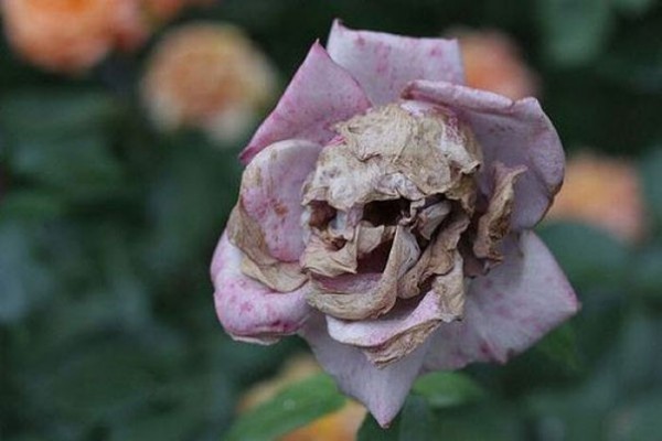 La rose tête de mort