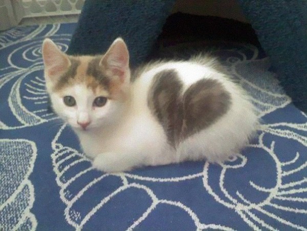 5 - Kitten With a Heart-Shaped Marking