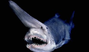 Voter pour Le requin lutin