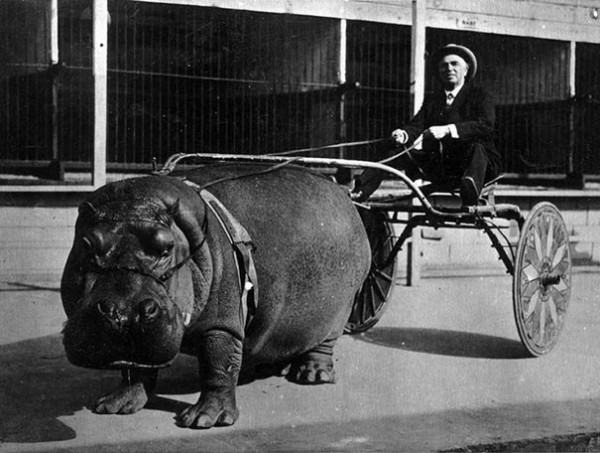1924 : Un hippopotame de cirque pour tirer une calèche