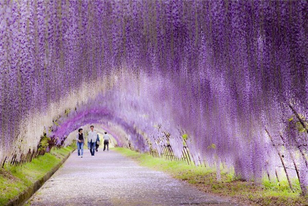 Japon - Tunnel de fleurs de Wisteria