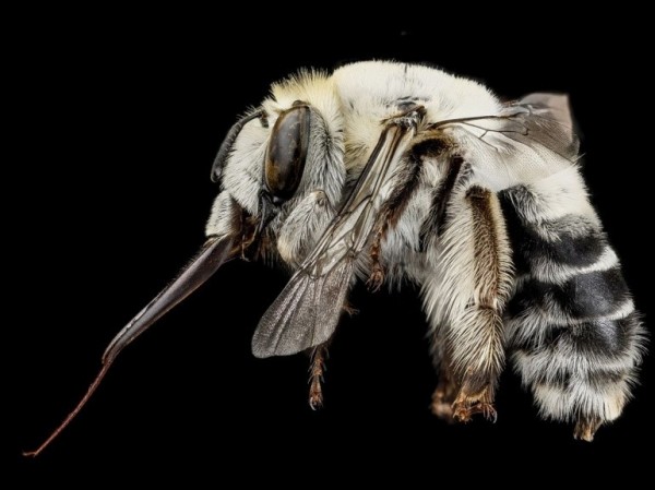 Une abeille Anthophora affabilis