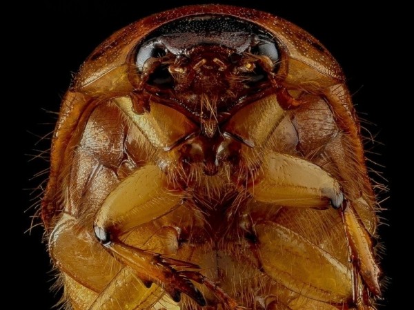 Un scarabée