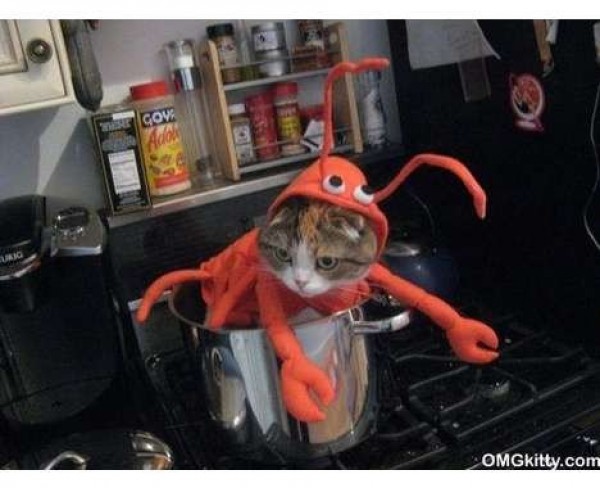 homard a la casserole
