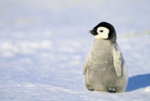 Voter pour pingouin