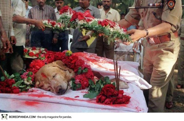 L'enterrement de Zanjeer, un chien qui a sauvé des milliers de vies en aidant a détecter des (...)