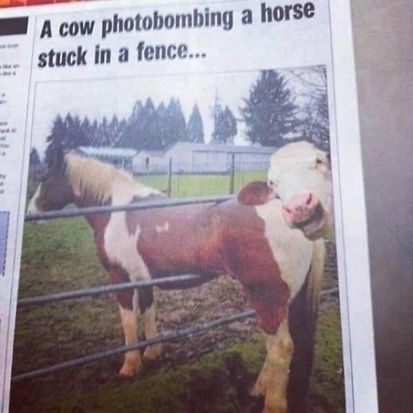 Photobombing de vache