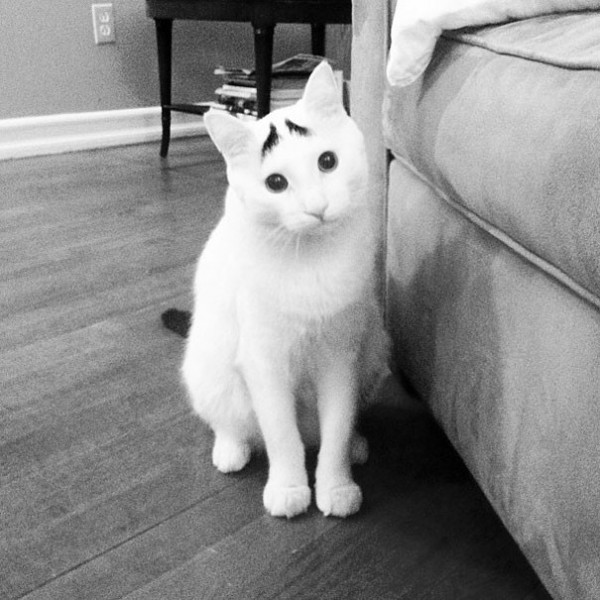 2 - Sam  The Cat With Eyebrows