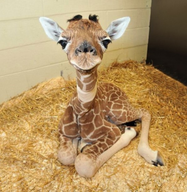Bébé Giraffe